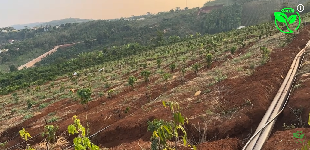vuon sau rieng xen canh ca phe